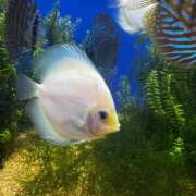 ヒメ日記 2026/01/24 21:13 投稿 ひなた FROZEN(フローズン)