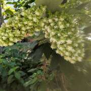 ヒメ日記 2025/07/24 13:19 投稿 山口 美和 熟女パラダイス鶯谷店(カサブランカグループ)