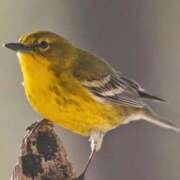 みお ホーホケキョー 完熟ばなな 上野店