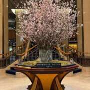 みお 桜 完熟ばなな 上野店