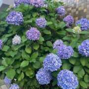 ヒメ日記 2025/06/21 12:36 投稿 せな ハピネス東京 吉原店