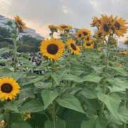 ヒメ日記 2025/07/21 06:36 投稿 せな ハピネス東京 吉原店