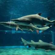 ヒメ日記 2026/01/27 17:46 投稿 せな ハピネス東京 吉原店