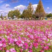 ヒメ日記 2025/11/06 08:00 投稿 ゆら 錦糸町ミセスアロマ（ユメオト）