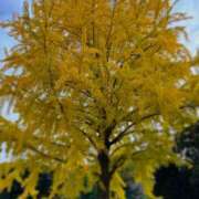 ヒメ日記 2025/11/13 07:45 投稿 ゆら 錦糸町ミセスアロマ（ユメオト）