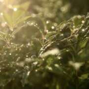 ヒメ日記 2026/03/18 07:29 投稿 ゆら 錦糸町ミセスアロマ（ユメオト）