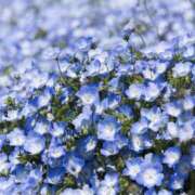 ヒメ日記 2026/04/07 09:51 投稿 ゆら 錦糸町ミセスアロマ（ユメオト）