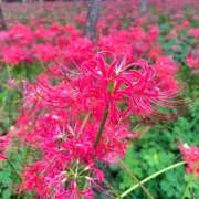 かれん ♥20251006♥ non-non 神田(ノンノン神田)