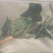 ヒメ日記 2026/02/20 10:52 投稿 めぐ HEAVEN Hand