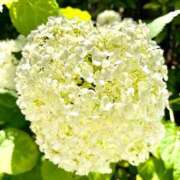 みゆ ６月１５日 新宿・新大久保おかあさん