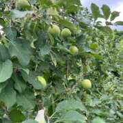 ヒメ日記 2025/07/10 17:16 投稿 堤わかめ ABC 岩手ソープ