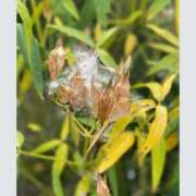 ヒメ日記 2025/06/17 09:03 投稿 光宗れん 札幌ソフィア