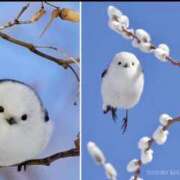 ヒメ日記 2026/02/13 09:38 投稿 やちよ 仙台熟女