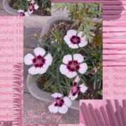 ヒメ日記 2025/11/13 19:25 投稿 ひより MORE