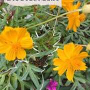 ヒメ日記 2026/01/25 07:25 投稿 ひより MORE