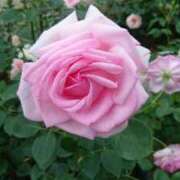 ヒメ日記 2025/09/26 23:21 投稿 まお フローラル