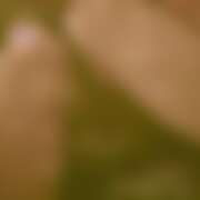 ヒメ日記 2026/01/17 17:16 投稿 れな さくらん