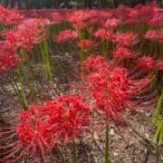 ヒメ日記 2025/10/11 12:16 投稿 和 Arrest（アレスト）