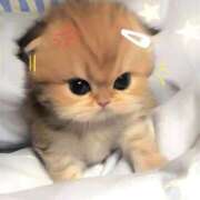 ヒメ日記 2025/07/21 16:56 投稿 さな ぽちゃらん神栖店