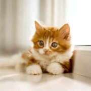 ヒメ日記 2026/03/12 16:10 投稿 明菜 昭和生まれの美人