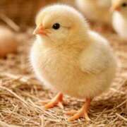 ヒメ日記 2026/02/10 17:49 投稿 恵子 昭和生まれの美人