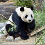 ヒメ日記 2026/03/17 07:13 投稿 信子 昭和生まれの美人