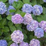 ヒメ日記 2025/07/22 17:53 投稿 ゆう Ribbon～リボン～(池袋)