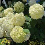 ヒメ日記 2025/06/19 17:39 投稿 あすか Number Five 品川（シンデレラグループ）