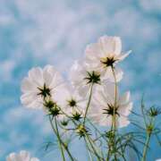 ヒメ日記 2025/11/23 11:29 投稿 こころ アドミsince2009吉祥寺デリヘル&Go To FANTASY東京吉祥寺店