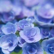 ヒメ日記 2025/06/24 11:51 投稿 月城 まお ホットアロマ