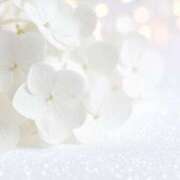 ヒメ日記 2025/06/24 14:02 投稿 月城 まお ホットアロマ