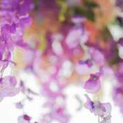 ヒメ日記 2025/07/02 11:21 投稿 月城 まお ホットアロマ