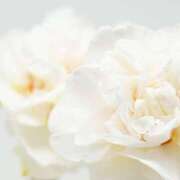 ヒメ日記 2025/07/02 20:18 投稿 月城 まお ホットアロマ