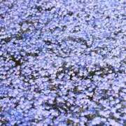 ヒメ日記 2025/07/13 16:21 投稿 月城 まお ホットアロマ