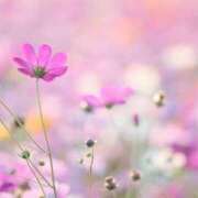 ヒメ日記 2025/07/15 12:22 投稿 月城 まお ホットアロマ