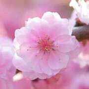 ヒメ日記 2025/07/15 15:16 投稿 月城 まお ホットアロマ