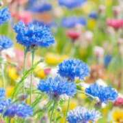 ヒメ日記 2025/07/27 12:09 投稿 月城 まお ホットアロマ