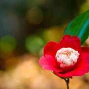 ヒメ日記 2025/07/30 11:19 投稿 月城 まお ホットアロマ