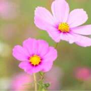 ヒメ日記 2025/07/30 11:24 投稿 月城 まお ホットアロマ