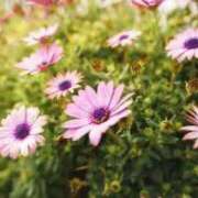 ヒメ日記 2025/08/04 13:35 投稿 月城 まお ホットアロマ