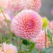 月城 まお 本指名様向かってます༊·˚ ホットアロマ