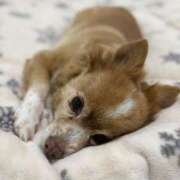 ヒメ日記 2025/11/11 18:10 投稿 桃山　春奈 30・40・50代☆人妻熟女コレクション