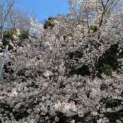 ヒメ日記 2026/04/03 09:03 投稿 桃山　春奈 30・40・50代☆人妻熟女コレクション