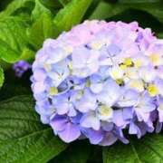 ヒメ日記 2025/06/19 11:20 投稿 ミドリ【FG系列】 オトナdeフィーリングin八王子(FG系列)