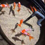 ヒメ日記 2025/10/19 00:27 投稿 さや マリン宮殿雄琴店