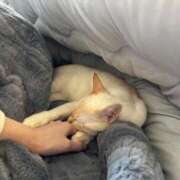 さや 😢😢😢 マリン宮殿雄琴店