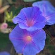 ヒメ日記 2025/06/24 13:03 投稿 櫻塚りち ワイフコレクション