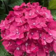 ヒメ日記 2025/06/20 12:05 投稿 あまね 待ちナビ