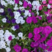 ヒメ日記 2025/06/28 12:05 投稿 あまね 待ちナビ