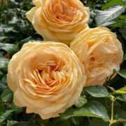 ヒメ日記 2025/07/04 12:07 投稿 あまね 待ちナビ